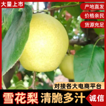 2025年新雪花梨大量上市产地直发价格优惠脆甜多汁