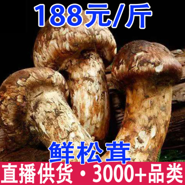 鲜松茸2025年香格里拉新鲜松茸现货批发顺丰冷链空运包邮