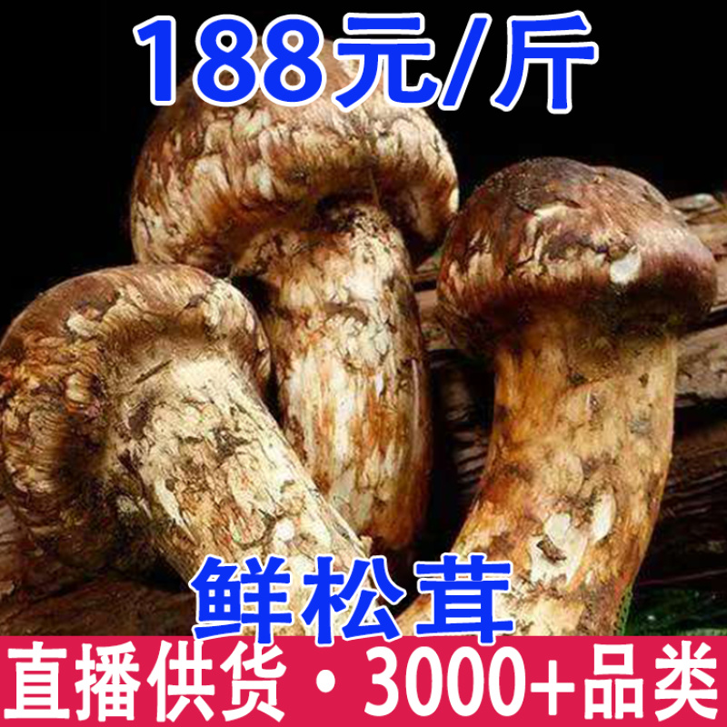 鲜松茸2025年香格里拉新鲜松茸现货批发顺丰冷链空运包邮