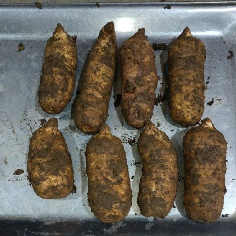 新鲜天麻云南昭通天麻湖北罗田天麻小草坝现挖鲜天麻
