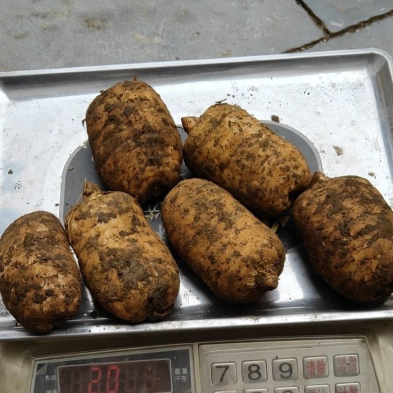 新鲜天麻云南昭通天麻湖北罗田天麻小草坝现挖鲜天麻