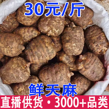 新鲜天麻云南昭通天麻湖北罗田天麻小草坝现挖鲜天麻