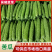 河南苦瓜油绿苦瓜焦作苦瓜博爱苦瓜产地直发量大