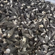羊肚菌批发云南羊肚菌干货批发产地货源一件代发