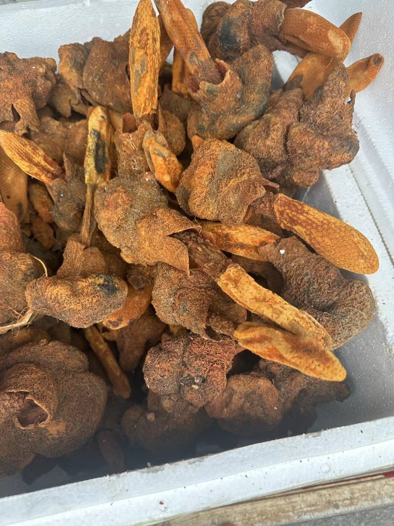 续阳草金锁阳顶天住云南山货批发锁阳锁阳