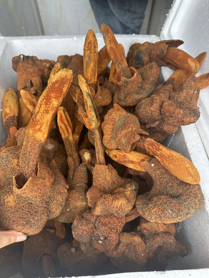 续阳草金锁阳顶天住云南山货批发锁阳锁阳