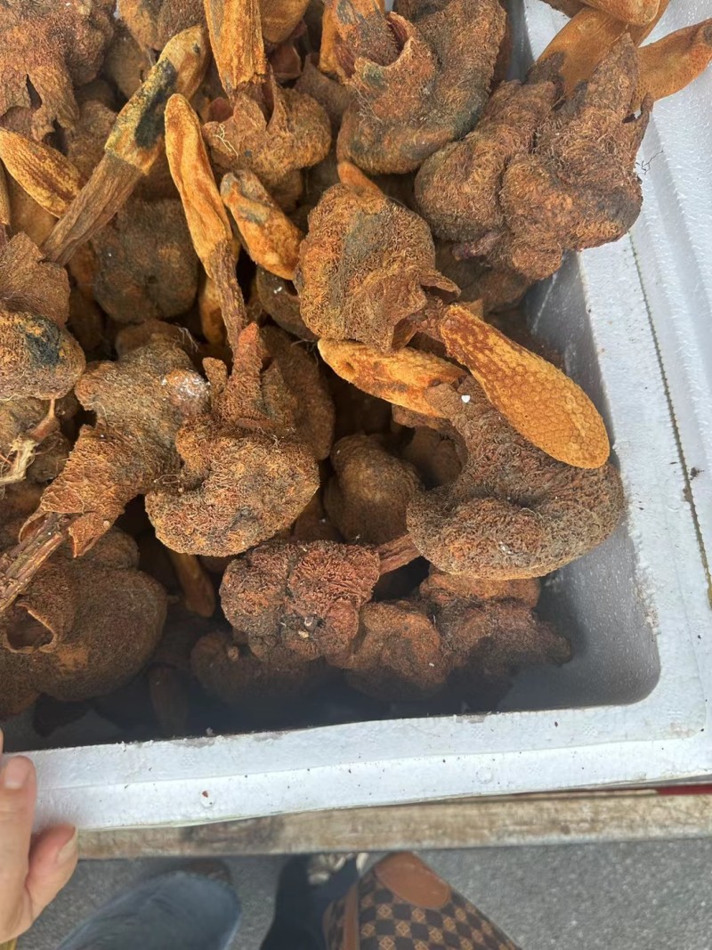 续阳草金锁阳顶天住云南山货批发锁阳锁阳