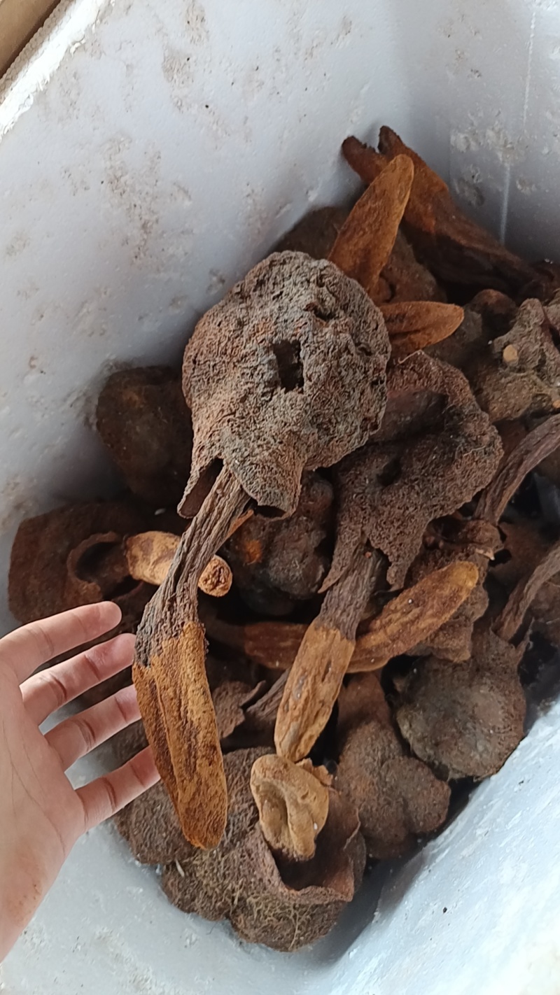 续阳草金锁阳顶天住云南山货批发锁阳锁阳