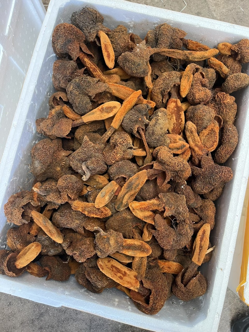续阳草金锁阳顶天住云南山货批发锁阳锁阳