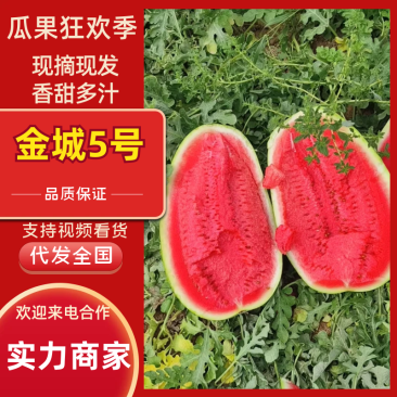 金城5号西瓜货源充足/陕西渭南精品西瓜量大从优