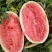 金城5号西瓜货源充足/陕西渭南精品西瓜量大从优