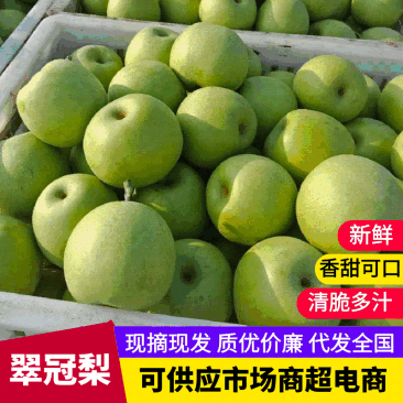 推荐宁陵翠冠梨脆甜多汁圆黄梨基地直供价优供全国商超
