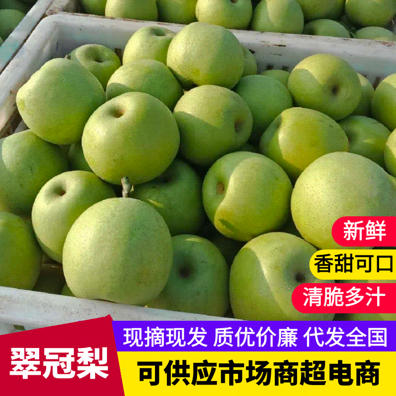 推荐宁陵翠冠梨脆甜多汁圆黄梨基地直供价优供全国商超