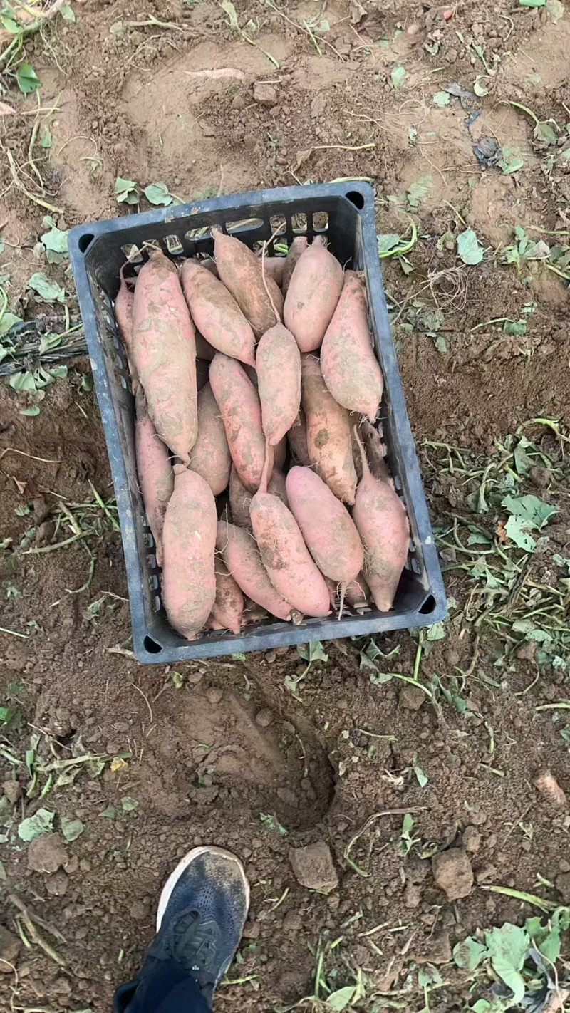 河北龙薯九品质保证产地直发价格优惠诚信经营实力
