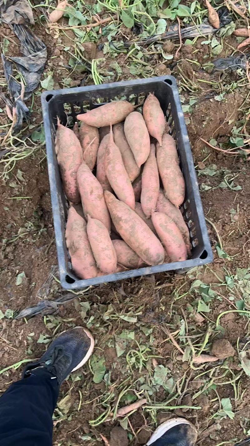 河北龙薯九品质保证产地直发价格优惠诚信经营实力