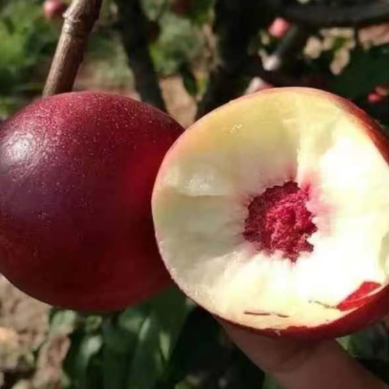 珍珠枣油桃秋里红油桃离核枣味小桃子白心油桃