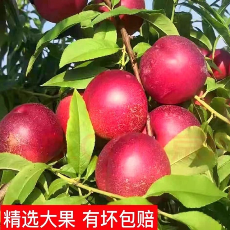 珍珠枣油桃秋里红油桃离核枣味小桃子白心油桃