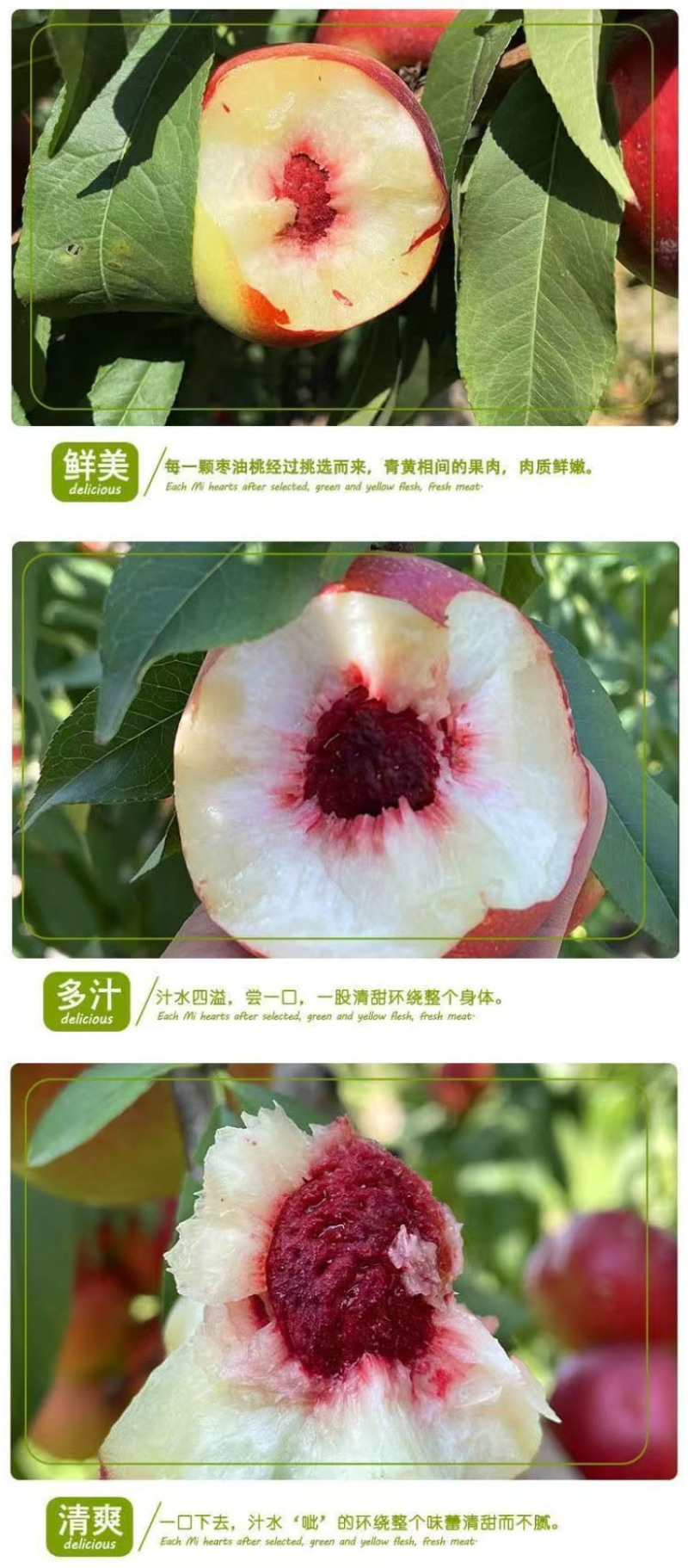 珍珠枣油桃秋里红油桃离核枣味小桃子白心油桃