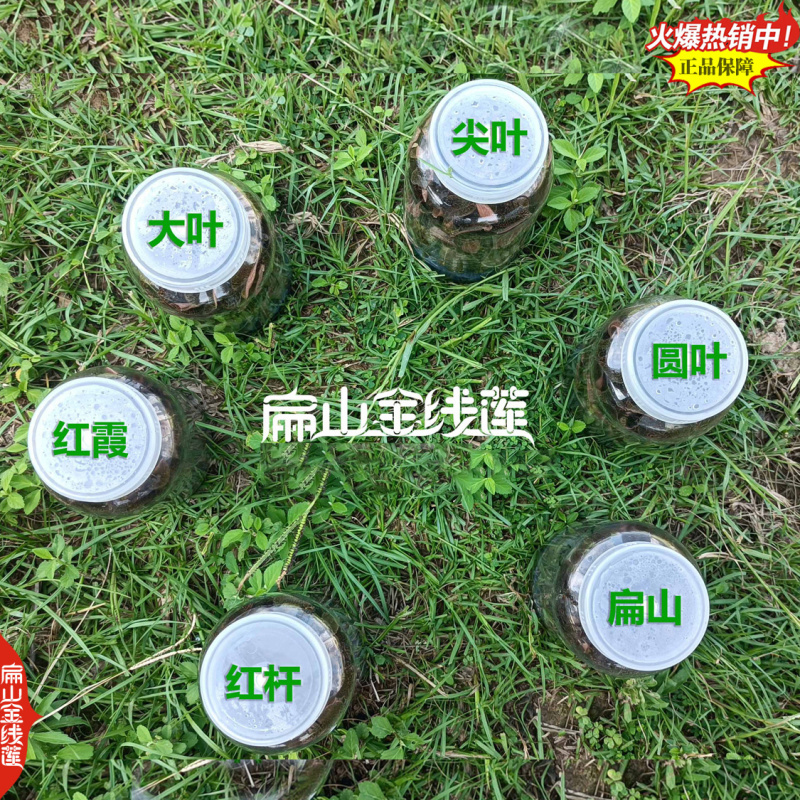 福建纯叶整珠金线莲干品林下干货厂家价格进货渠道25