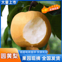 推荐宁陵圆黄梨现摘现发一手货源对接商超市场社区团购
