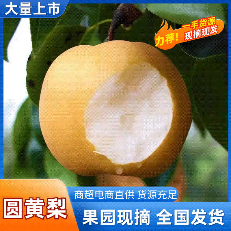 推荐宁陵圆黄梨现摘现发一手货源对接商超市场社区团购