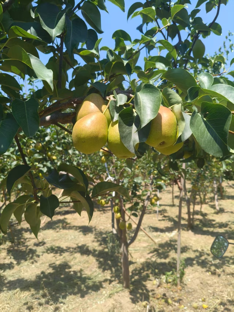 山西精品红香酥梨60，量大价优，一手货源，欢迎咨询
