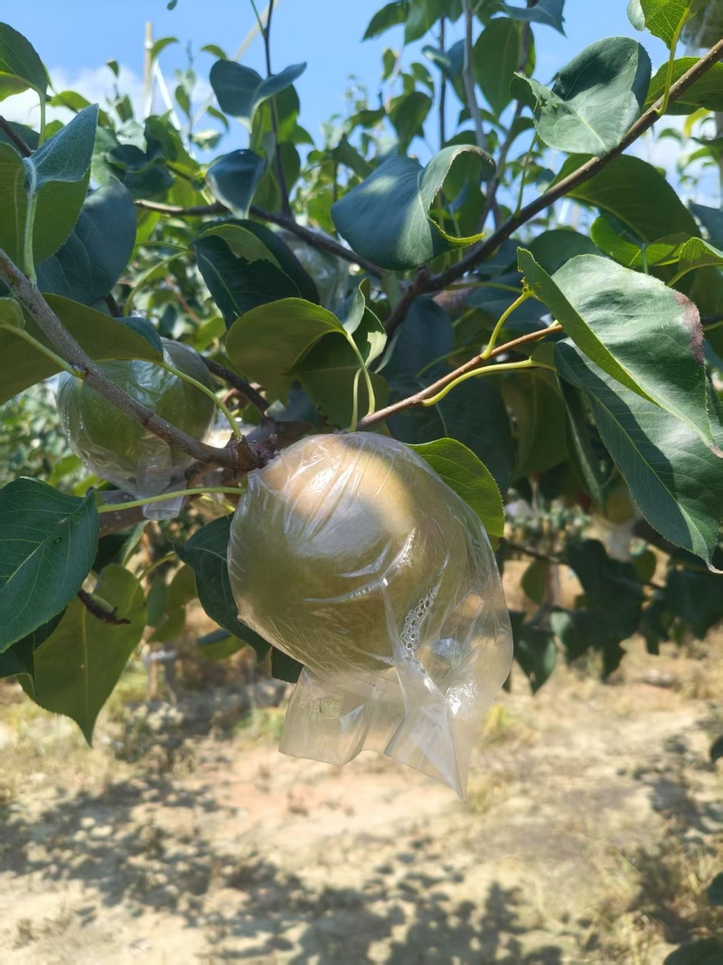 山西精品丹霞红梨，量大价优，一手货源，可视频看货，欢迎咨询