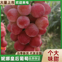 精品妮娜皇后葡萄，陕西省渭南市大荔县周边大量供应市场商超