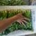 【热卖中】河北铁杆香菜走货快质量好价格优对接全国量大从优