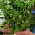 【热卖中】河北铁杆香菜走货快质量好价格优对接全国量大从优