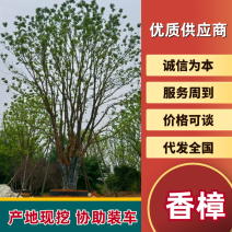 湖南精品绿化苗木香樟全冠香樟全冠移栽香樟假植香樟