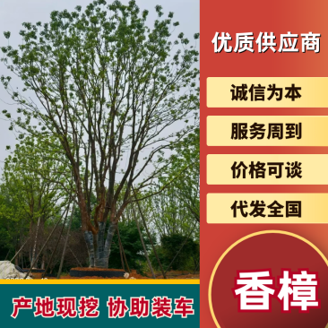 【香樟】万亩绿化基地各类树苗香樟树有需致电视频看货
