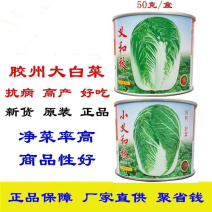 义和秋大白菜种子短筒型抗病高产小义和秋大白菜种子