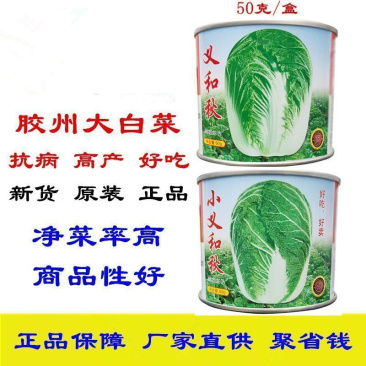 义和秋大白菜种子短筒型抗病高产小义和秋大白菜种子
