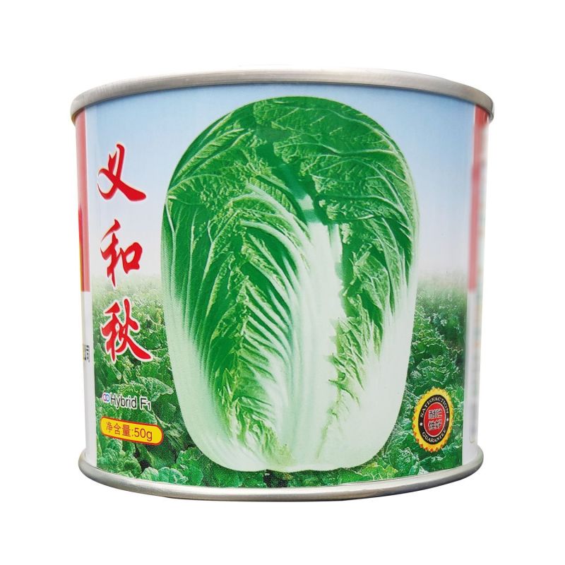 义和秋大白菜种子短筒型抗病高产小义和秋大白菜种子