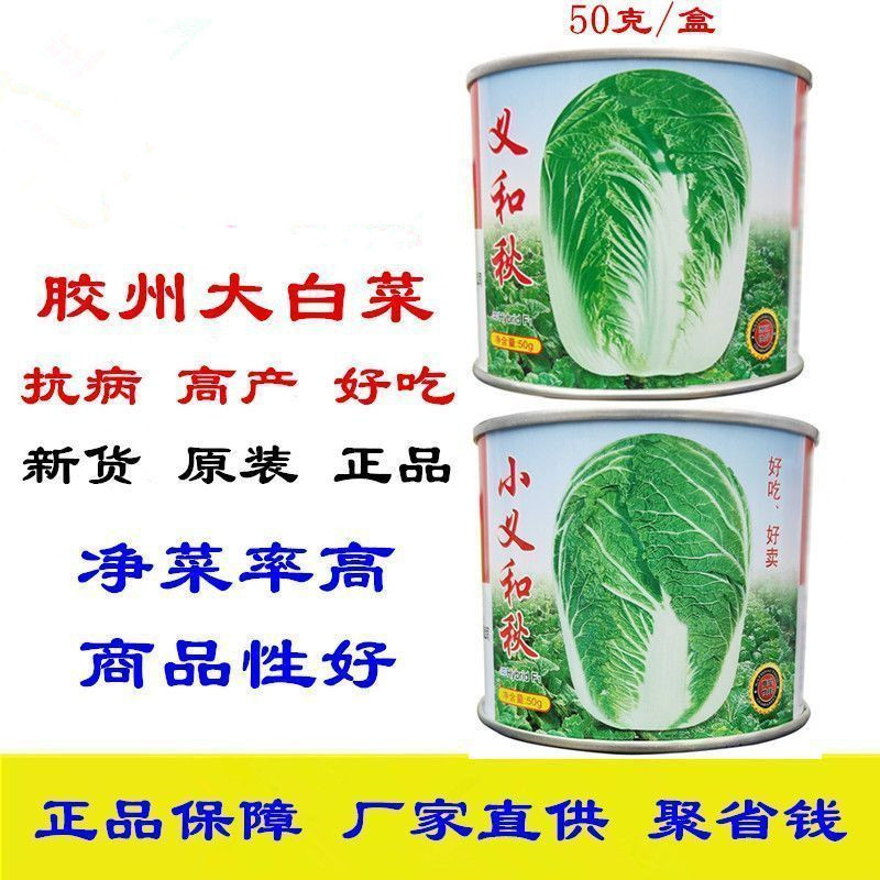 义和秋大白菜种子短筒型抗病高产小义和秋大白菜种子