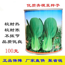 青露青梗菜种子100克耐热耐寒耐抽苔上海青种子