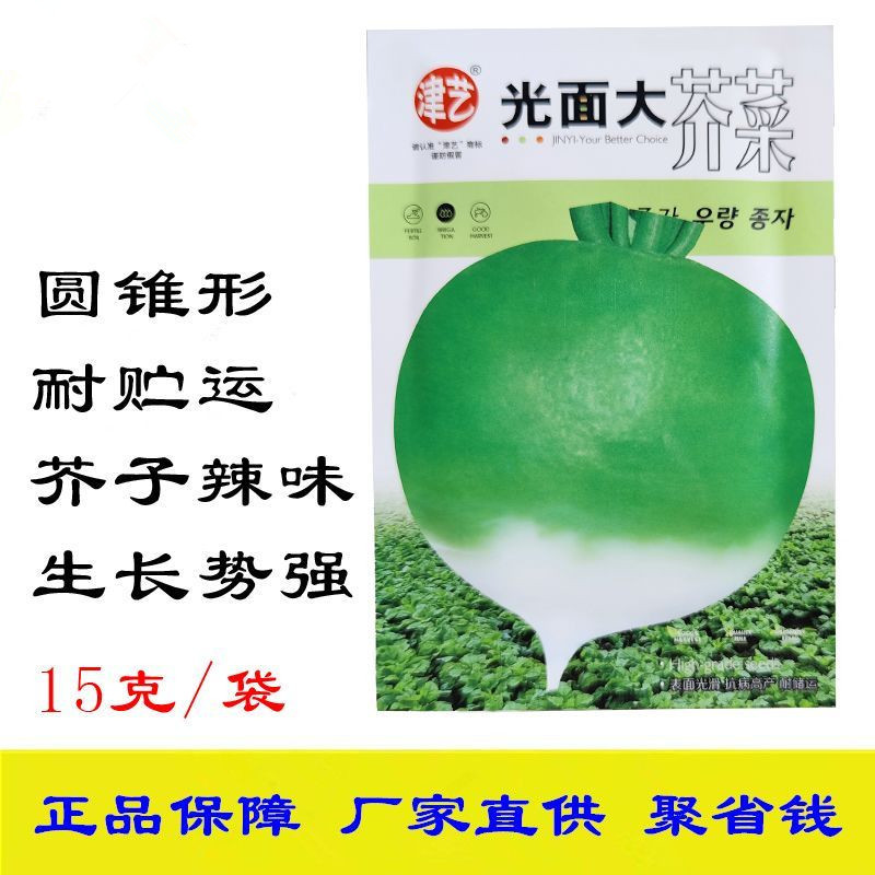 光面大芥菜种子圆锥形芥菜疙瘩菜种子蔬菜种子