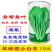翠绿园青梗快菜种子100g不结球青梗无毛小白菜苗小白菜种