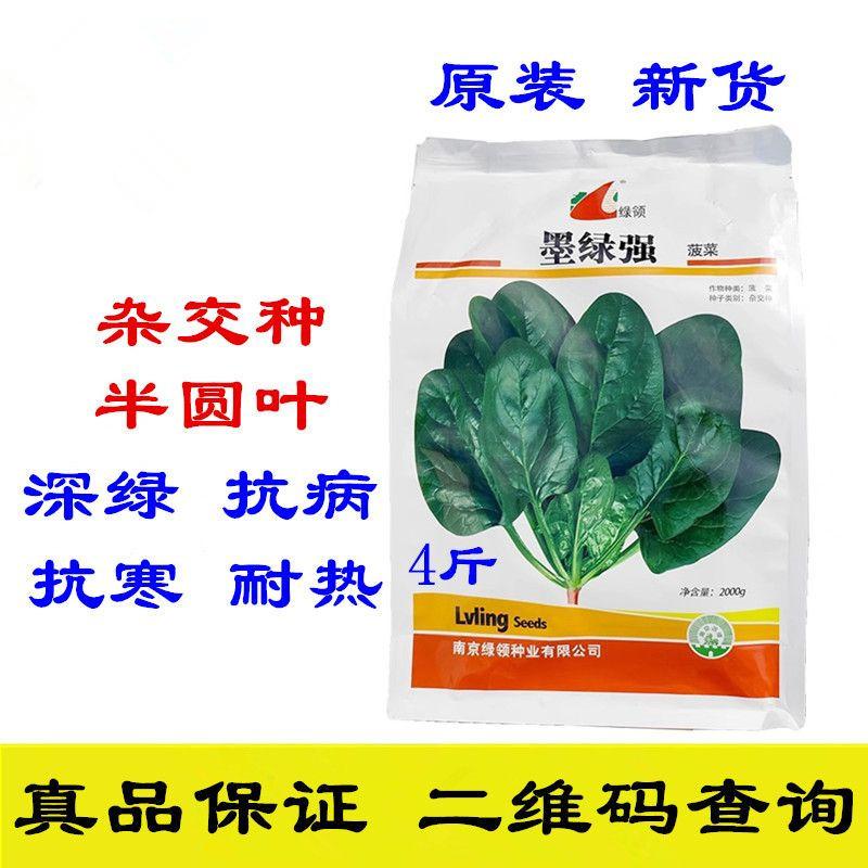 墨绿强大黑叶菠菜种子4斤原装抗热耐寒厚叶抗霜霉病