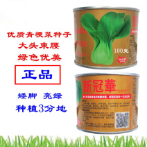 新冠华青梗菜种子100g杂交上海青油菜种子大头束腰高产