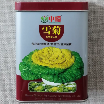中禧雪菊黄心乌种子矮颗早熟黄心菜种子耐寒黄金叶乌塌菜种子