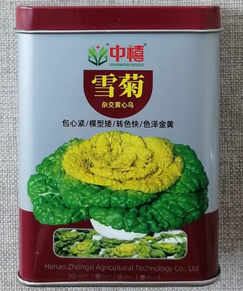 中禧雪菊黄心乌种子矮颗早熟黄心菜种子耐寒黄金叶乌塌菜种子