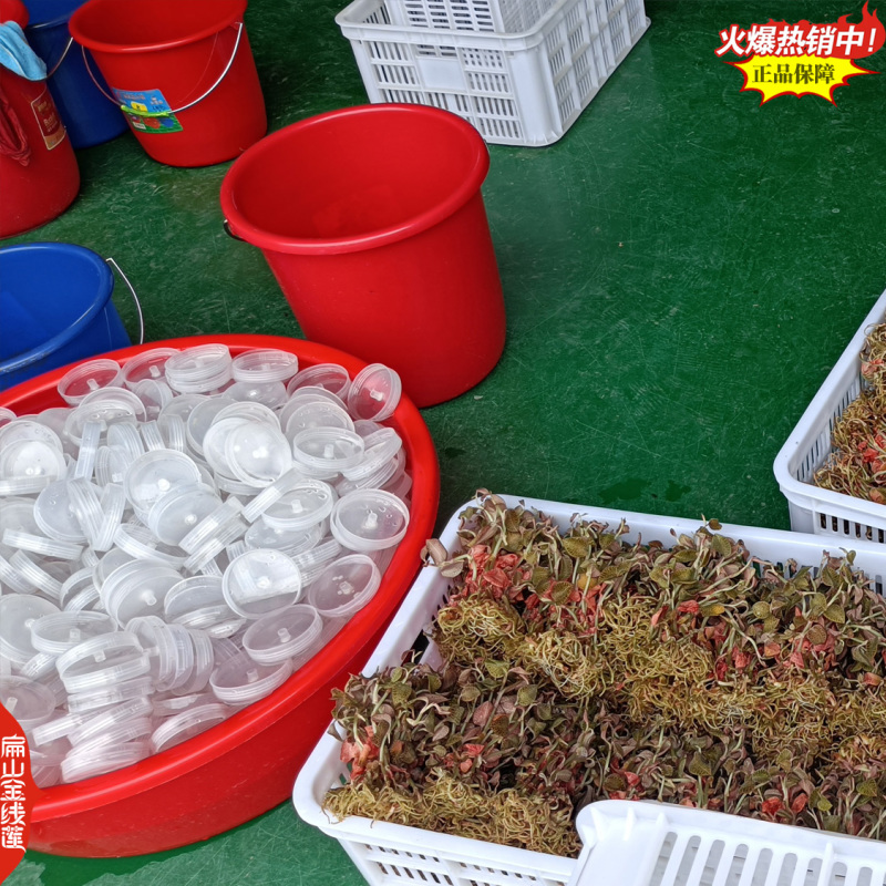 福建红霞大叶金线莲种苗大型规模扁山金线莲组培苗培育基地
