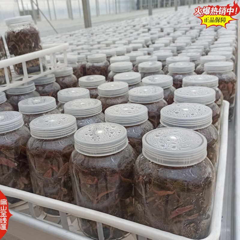 福建红霞大叶金线莲种苗大型规模扁山金线莲组培苗培育基地