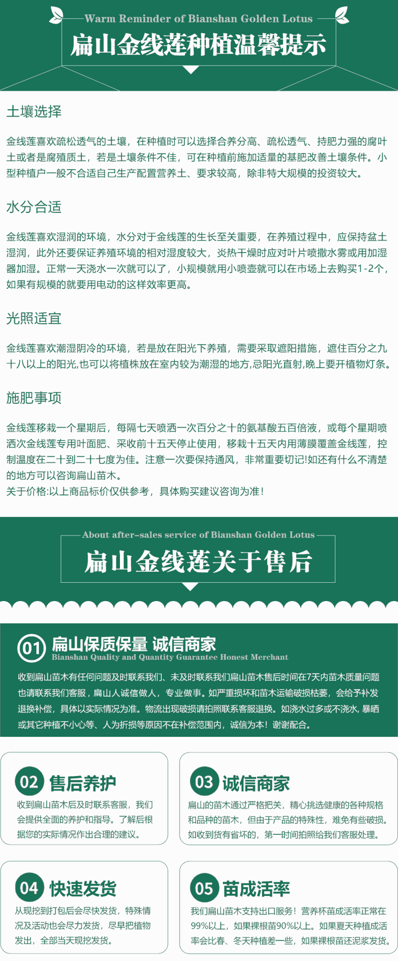 福建红霞大叶金线莲种苗大型规模扁山金线莲组培苗培育基地