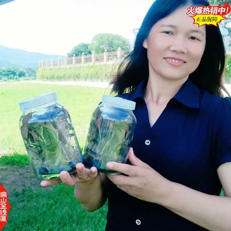 福建红霞大叶金线莲种苗大型规模扁山金线莲组培苗培育基地
