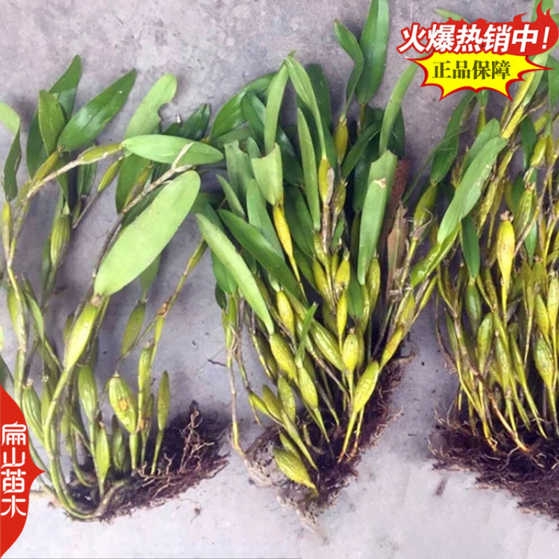 福建龙岩上杭县扁山铁皮石斛种苗组培苗培育基地欢迎您考察