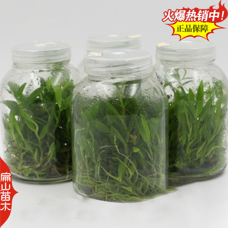 福建龙岩上杭县扁山铁皮石斛种苗组培苗培育基地欢迎您考察