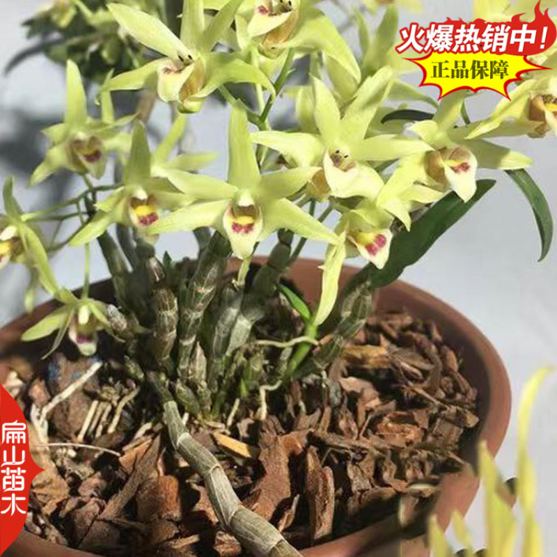 福建龙岩上杭县扁山铁皮石斛种苗组培苗培育基地欢迎您考察